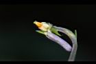 短毛菫菜-花距08.JPG