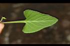 短毛菫菜-葉正01.JPG