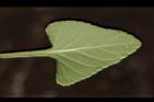 短毛菫菜-葉背02.JPG
