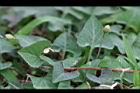 短毛菫菜15.JPG