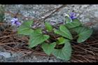 短毛菫菜33.JPG