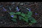 短毛菫菜43.JPG
