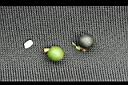 短莖薩巴爾櫚-果實1.jpg