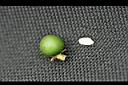 短莖薩巴爾櫚-果實2.jpg