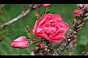 矮桃-花07.JPG