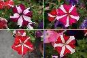 矮牽牛-花.jpg