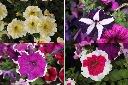 矮牽牛-花1.jpg