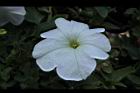 矮牽牛-白花00.JPG