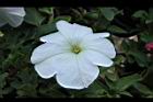 矮牽牛-白花01.JPG