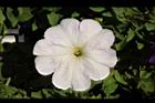 矮牽牛-白花03.JPG