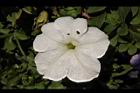 矮牽牛-白花05.JPG
