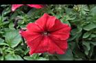 矮牽牛-紅花00.JPG