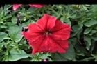 矮牽牛-紅花01.JPG
