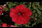 矮牽牛-紅花02.JPG