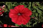 矮牽牛-紅花03.JPG