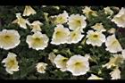 矮牽牛079.jpg