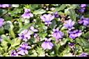 矮筋骨草-花00.JPG