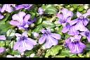 矮筋骨草-花03.JPG