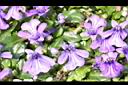 矮筋骨草-花04.JPG