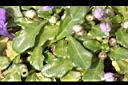 矮筋骨草-葉00.JPG