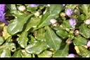 矮筋骨草-葉01.JPG