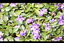 矮筋骨草14.JPG