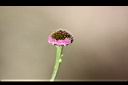 矮菊-花05.JPG
