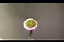 矮菊-花06.JPG