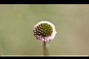 矮菊-花08.JPG