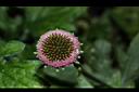 矮菊-花12.JPG