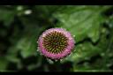 矮菊-花14.JPG