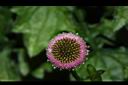 矮菊-花15.JPG