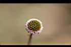 矮菊-花07.JPG