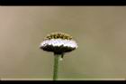 矮菊-花09.JPG