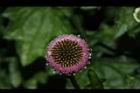 矮菊-花16.JPG