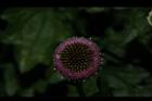 矮菊-花17.JPG