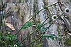 矮菊-葉04.jpg