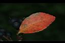 石斑木-紅葉01.JPG