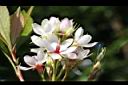 石斑木-花03.JPG