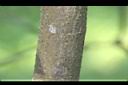 石斑木-莖01.JPG