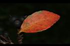 石斑木-紅葉00.JPG