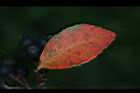 石斑木-紅葉02.JPG