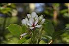 石斑木-花01.JPG