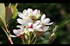石斑木-花04.JPG