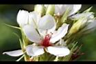 石斑木-花11.JPG
