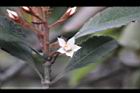 石斑木-花18.jpg
