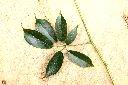 石月-葉正11.JPG