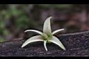 石月-雄花01.JPG