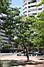 石栗00.jpg