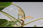 石栗-幼葉01.jpg